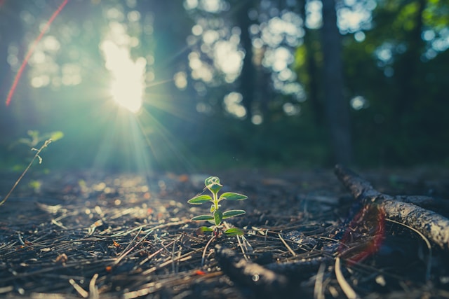 Discovery, Invention, Creation, and Growth: A Theological Inquiry into Human and Divine Agency